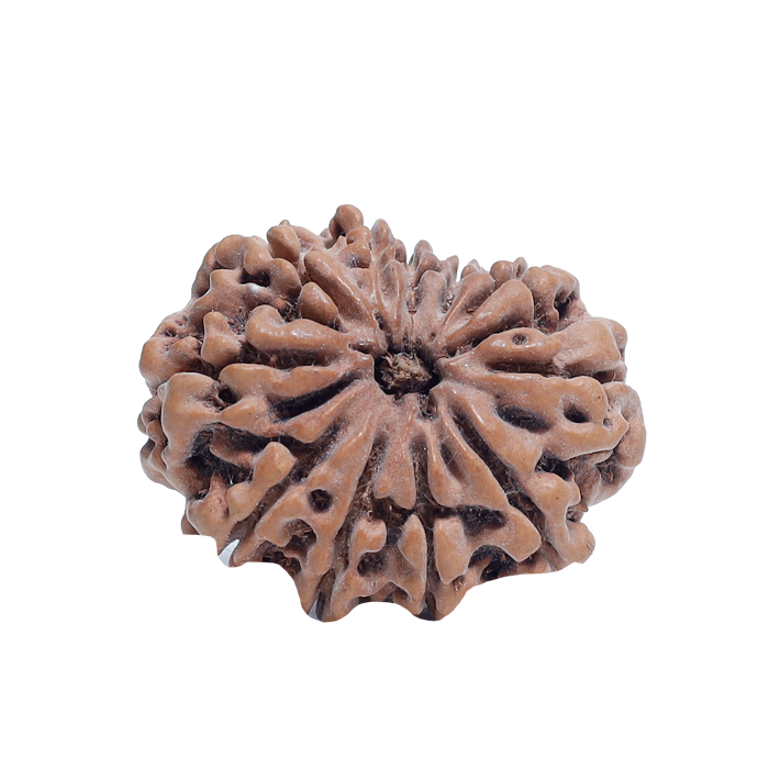 11 Mukhi Rudraksha