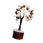 Gomtichakar tree -7 × 4 Inches