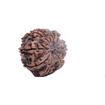10 Mukhi Rudraksha