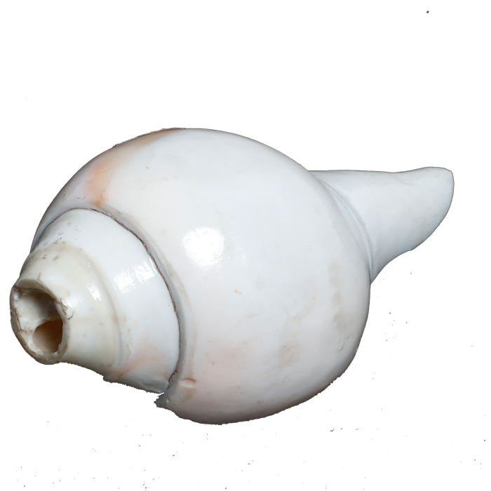 Polish Shells - 5 × 3 Inches
