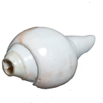 Polish Shells - 5 × 3 Inches