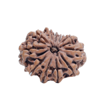 11 Mukhi Rudraksha