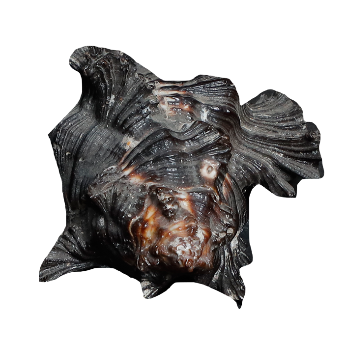 Black Shells - 3 × 3 Inches