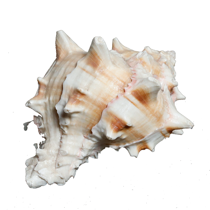 Sun Shells - 4 × 3 Inches