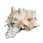 Sun Shells - 4 × 3 Inches