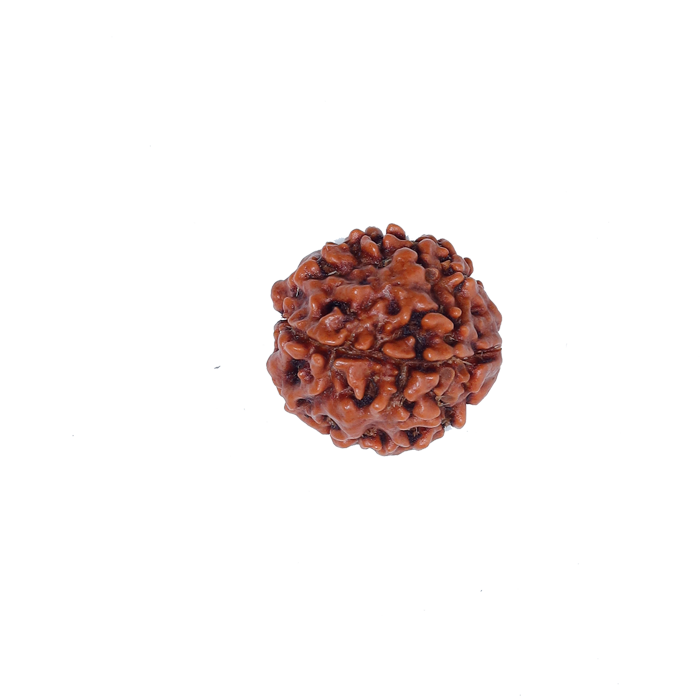 4 Mukhi Rudraksha