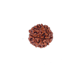 4 Mukhi Rudraksha