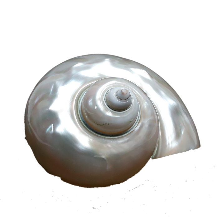 Moti Shells - 4 × 4 Inches