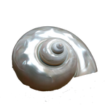 Moti Shells - 4 × 4 Inches