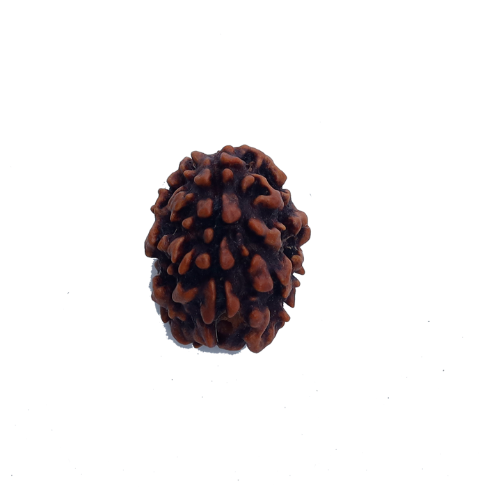 3 Mukhi Rudraksha