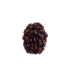3 Mukhi Rudraksha