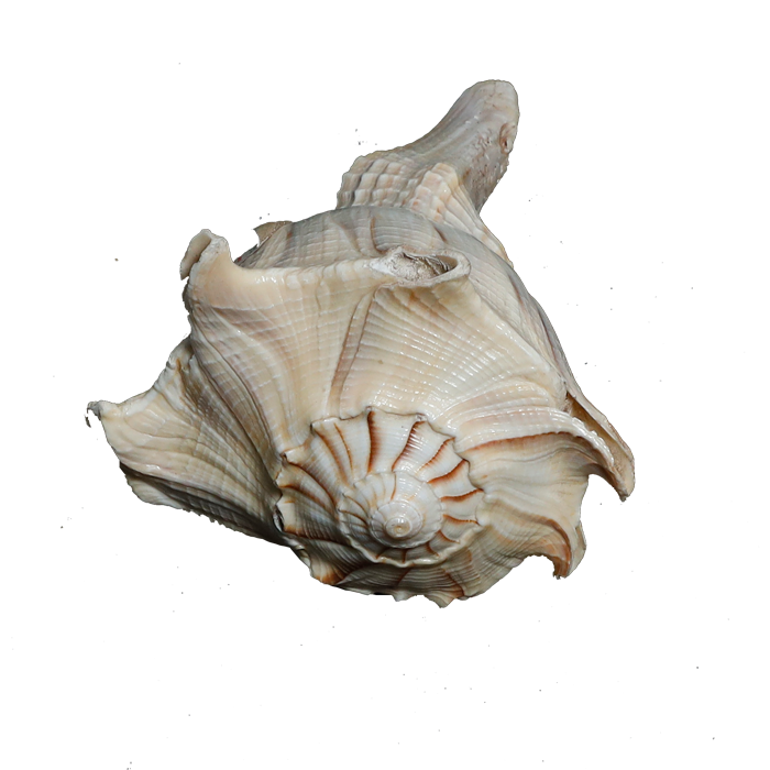 Shells - 5 × 3 Inches