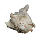 Shells - 5 × 3 Inches