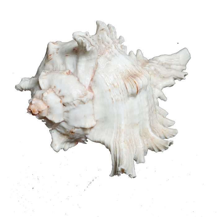 Sun Shells - 5 × 5 Inches