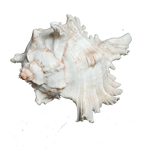 Sun Shells - 5 × 5 Inches