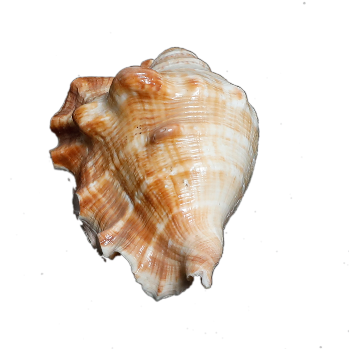 Large Natural Sea Shells, Murex Ramosus shells - 5 × 3 Inches