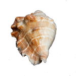 Large Natural Sea Shells, Murex Ramosus shells - 5 × 3 Inches
