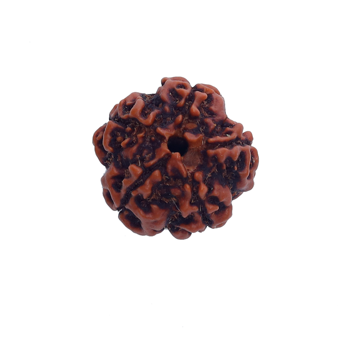 5 Mukhi Rudraksha