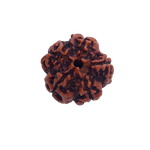 5 Mukhi Rudraksha