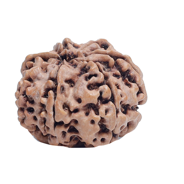 7Mukhi Rudraksha