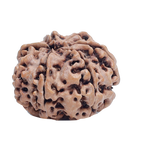7Mukhi Rudraksha
