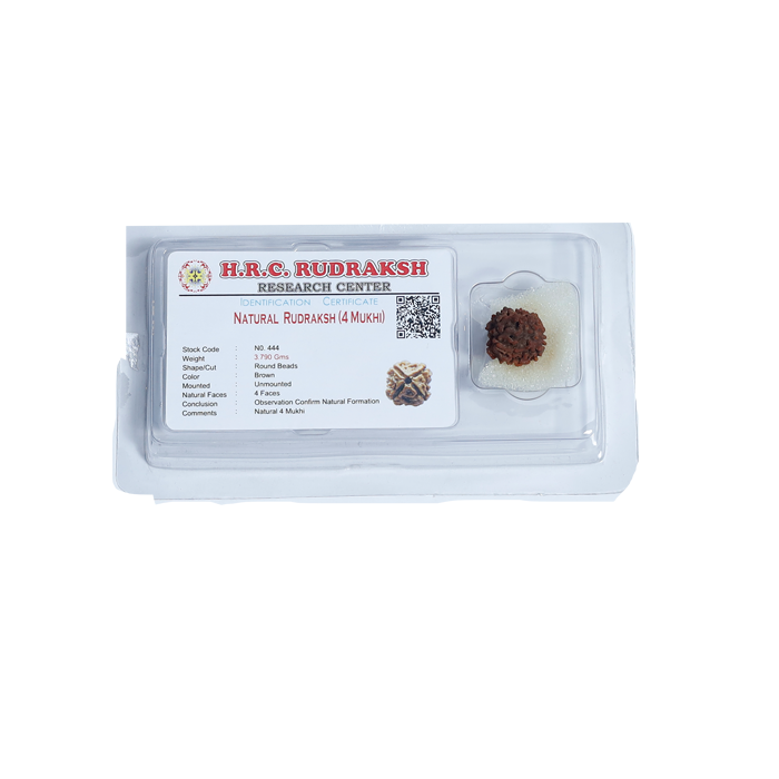 4 Mukhi Rudraksha