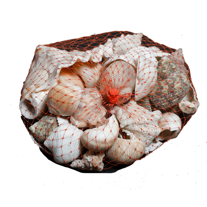 Medium Indian Mix Seashells
