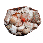 Medium Indian Mix Seashells