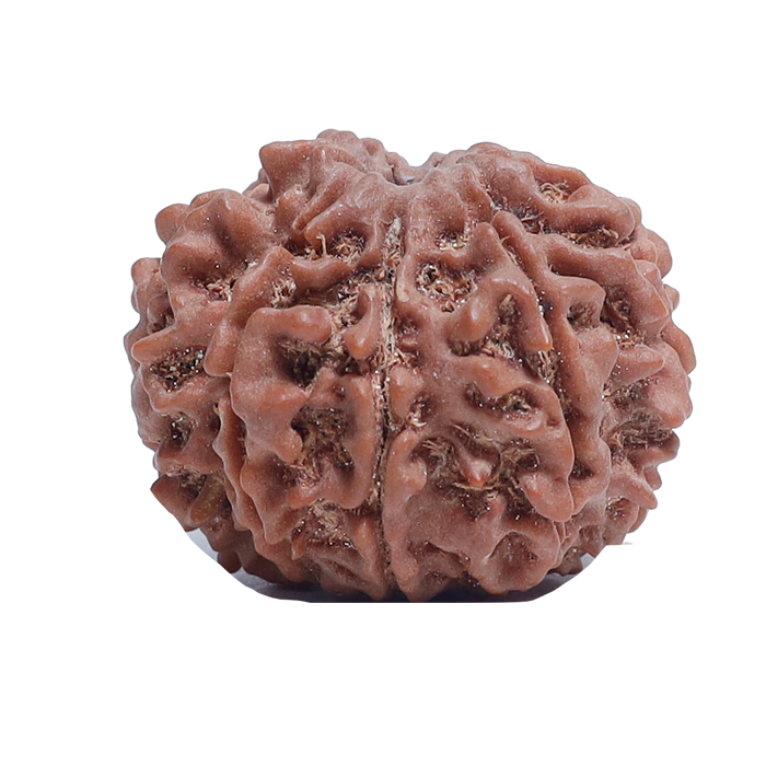 8Mukhi Rudraksha