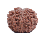8Mukhi Rudraksha