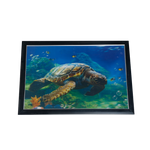 Turtle Photo Frame - 17 × 25 Inches