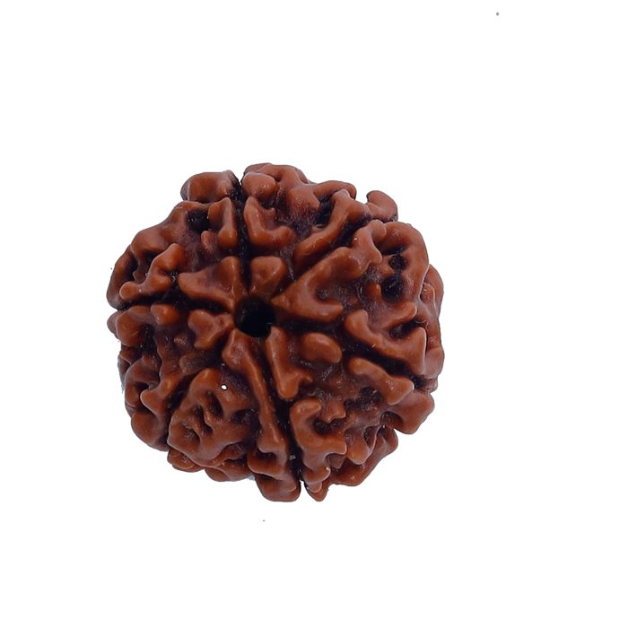6Mukhi Rudraksha