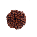 6Mukhi Rudraksha