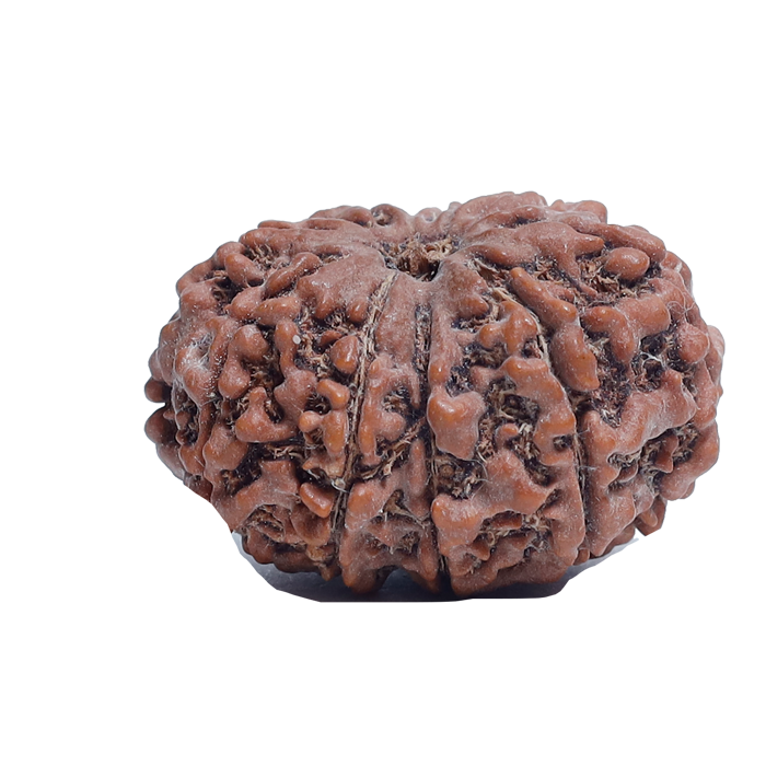 9 Mukhi Rudraksha