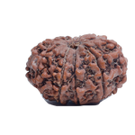 9 Mukhi Rudraksha
