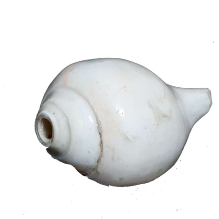 Polish Shells - 5 × 3 Inches