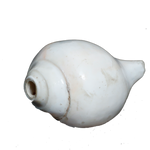 Polish Shells - 5 × 3 Inches