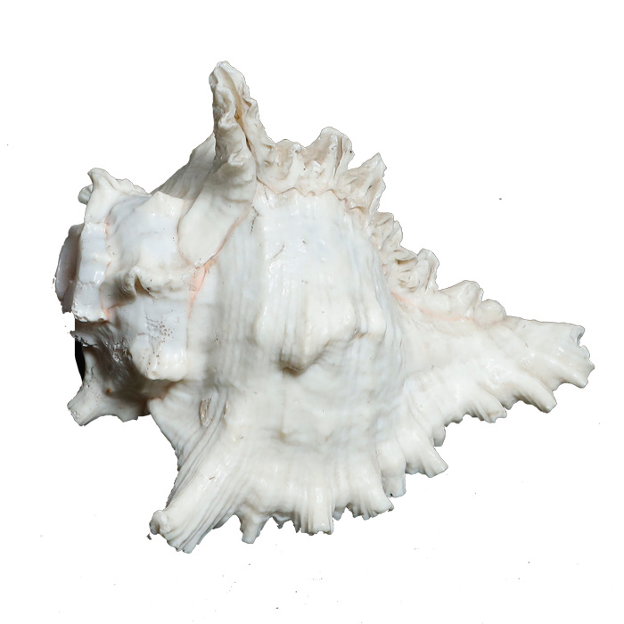 Sun Shells - 6 × 5 Inches