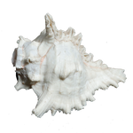 Sun Shells - 6 × 5 Inches