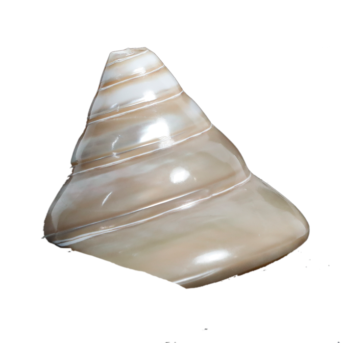 Moti Shells - 3 × 3 Inches