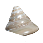 Moti Shells - 3 × 3 Inches