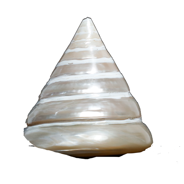 Moti Shells - 3 × 2.5 Inches
