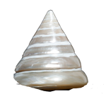 Moti Shells - 3 × 2.5 Inches