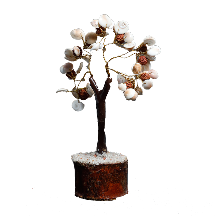 Gomtichakar tree -7 × 4 Inches