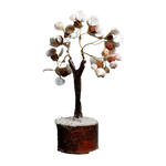 Gomtichakar tree -7 × 4 Inches