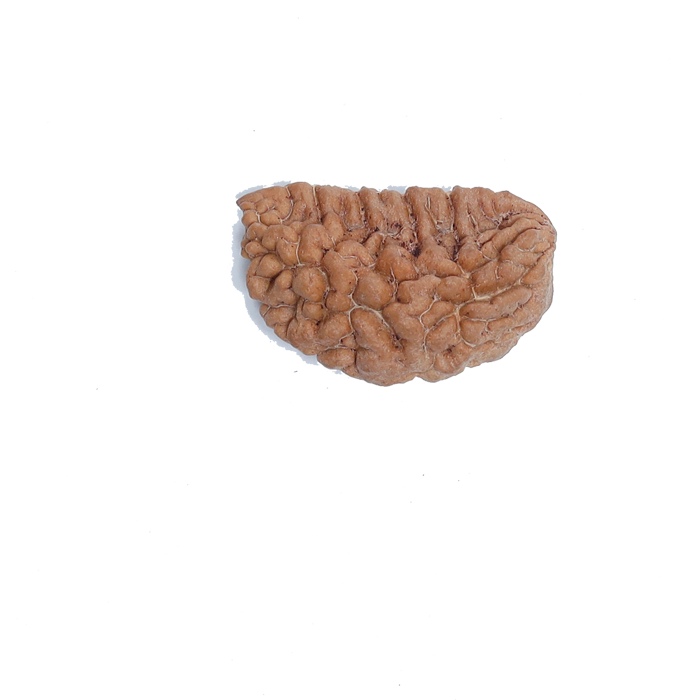 1 Mukhi Half Moon Large - Rudra Centre