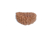 1 Mukhi Half Moon Large - Rudra Centre