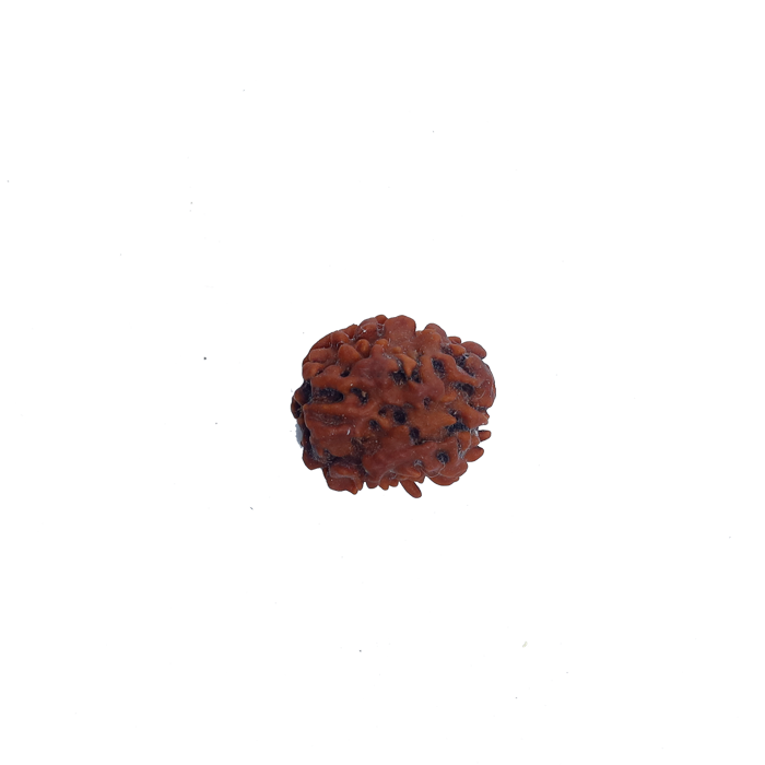Two Mukhi Rudraksha