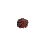 Two Mukhi Rudraksha