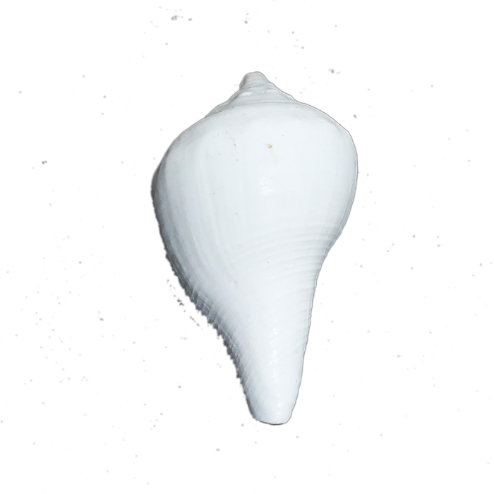 Shells - 3 × 2 Inches